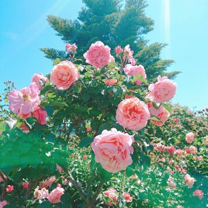 f:id:katsuma-pc:20191210185048j:plain