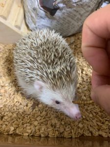 f:id:katsuma-pc:20191210185334j:plain