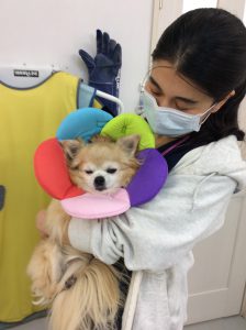 f:id:katsuma-pc:20191210185442j:plain