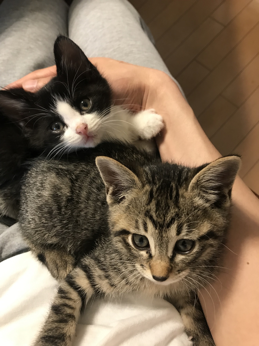 f:id:katsuma-pc:20210129135012j:plain