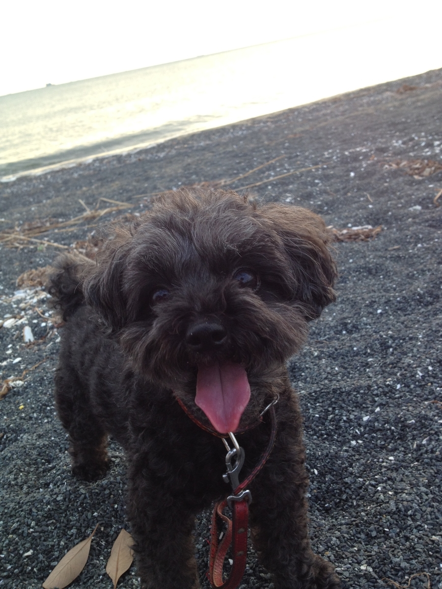 f:id:katsuma-pc:20210611160818j:plain