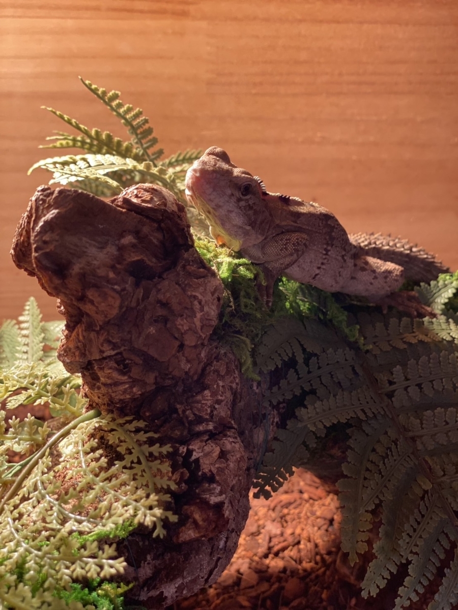 f:id:katsuma-pc:20210924163217j:plain