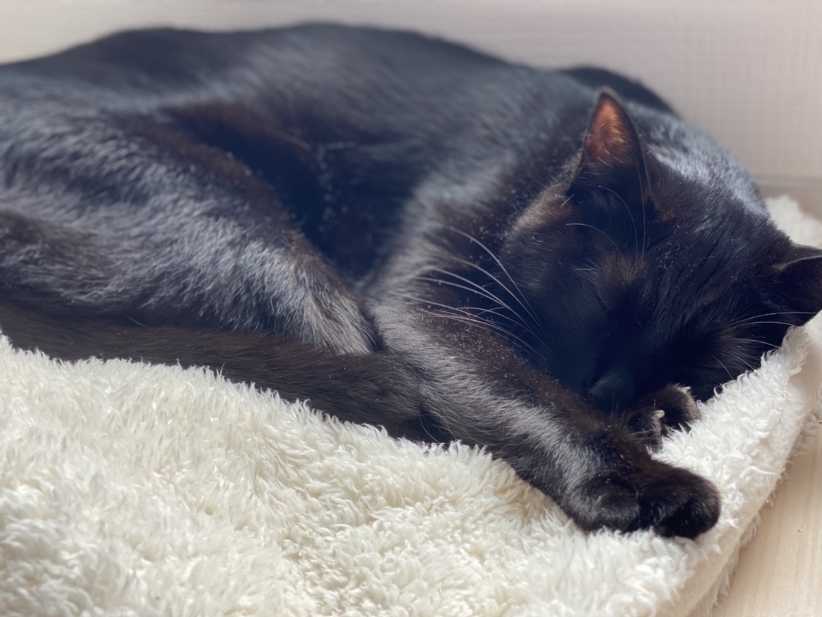 f:id:katsuma-pc:20210924163232j:plain