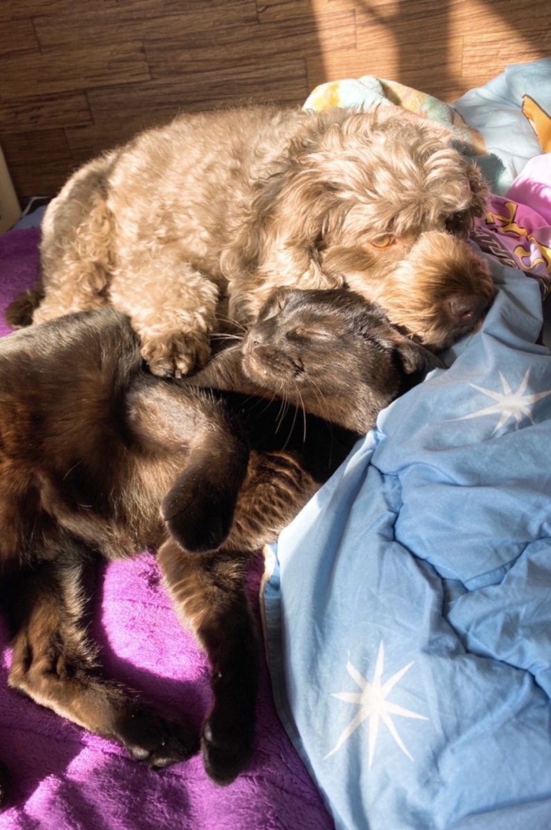 f:id:katsuma-pc:20210924163301j:plain