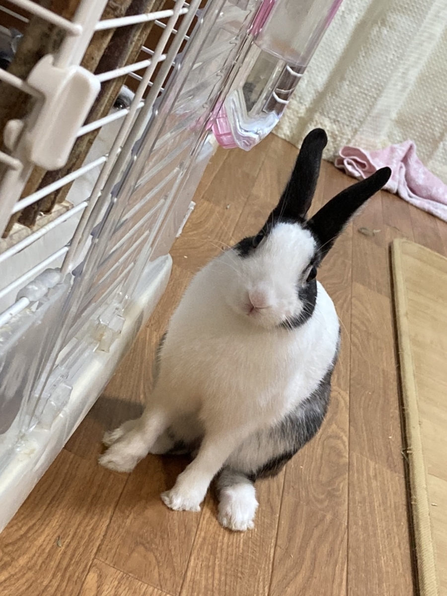 f:id:katsuma-pc:20211119085301j:plain