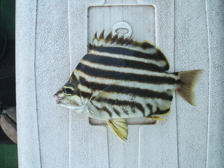 f:id:katsumaru_fish:20120913191254j:image