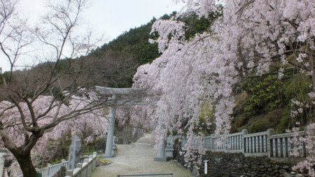 f:id:katsumaru_fish:20170417093600j:image