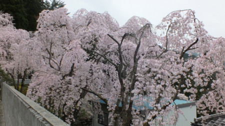 f:id:katsumaru_fish:20170417093858j:image