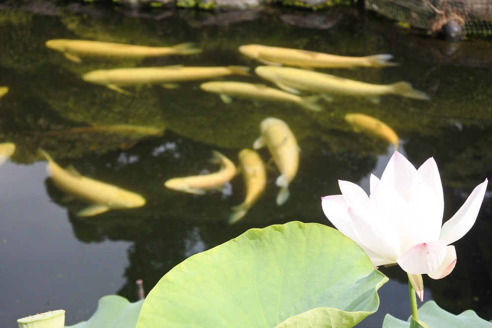 f:id:katsuo_24:20170829180734j:plain f:id:katsuo_24:20170829180734j:plain