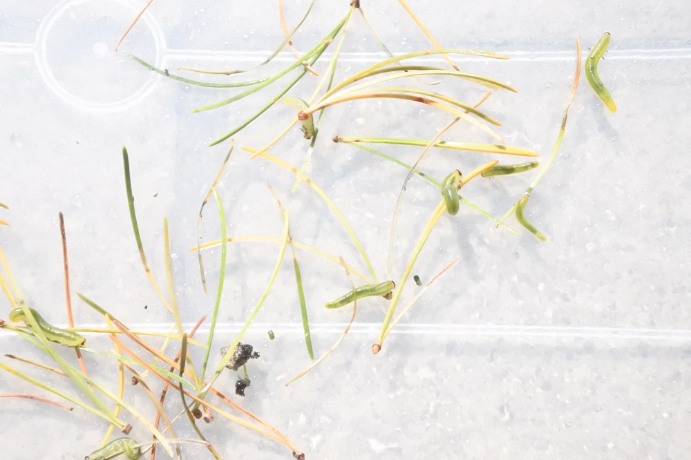 f:id:katsuo_24:20171029165047j:plain f:id:katsuo_24:20171029165047j:plain