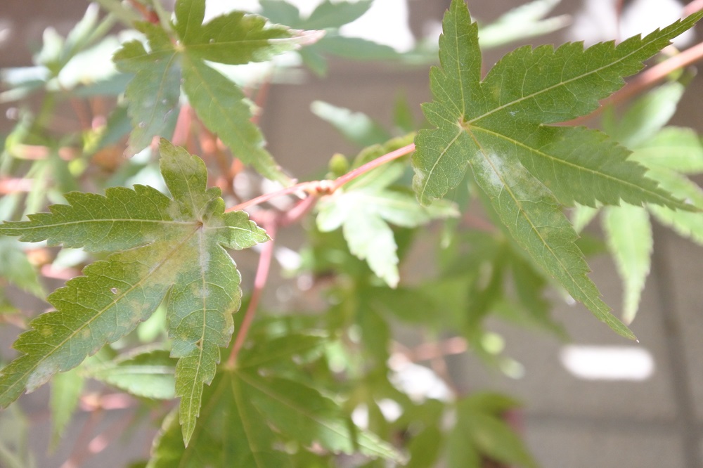 f:id:katsuo_24:20171029165324j:plain f:id:katsuo_24:20171029165324j:plain