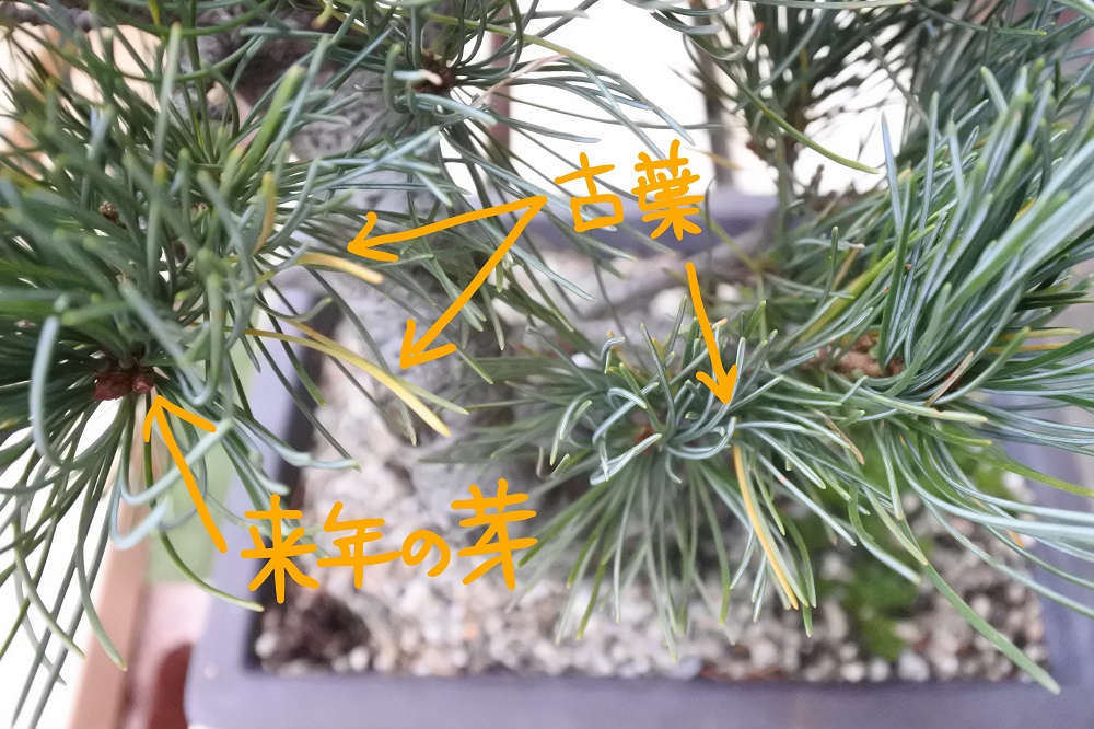 f:id:katsuo_24:20171029165453j:plain f:id:katsuo_24:20171029165453j:plain