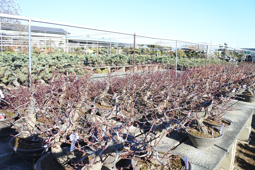 f:id:katsuo_24:20180103105122j:plain