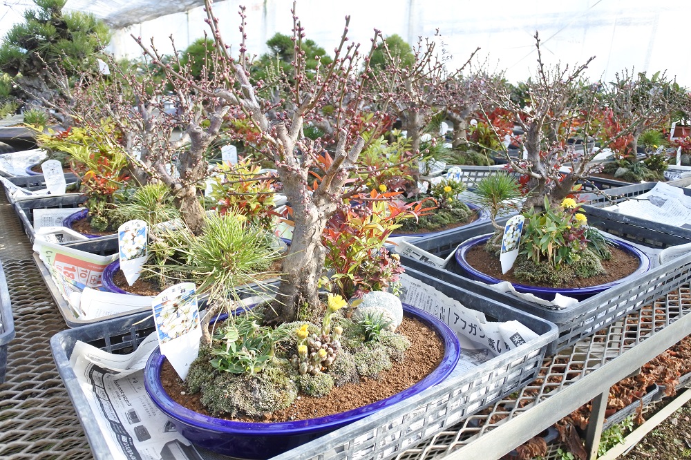 f:id:katsuo_24:20180103105229j:plain