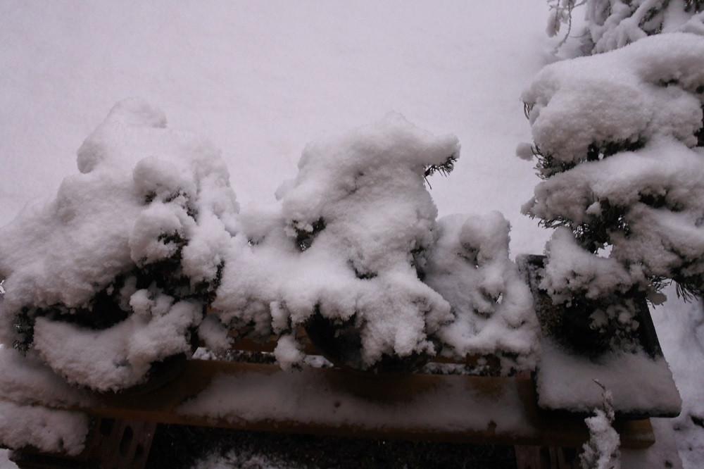 雪ですが。凍っちゃいましたが。 - 盆栽エバンジェリストへの道 