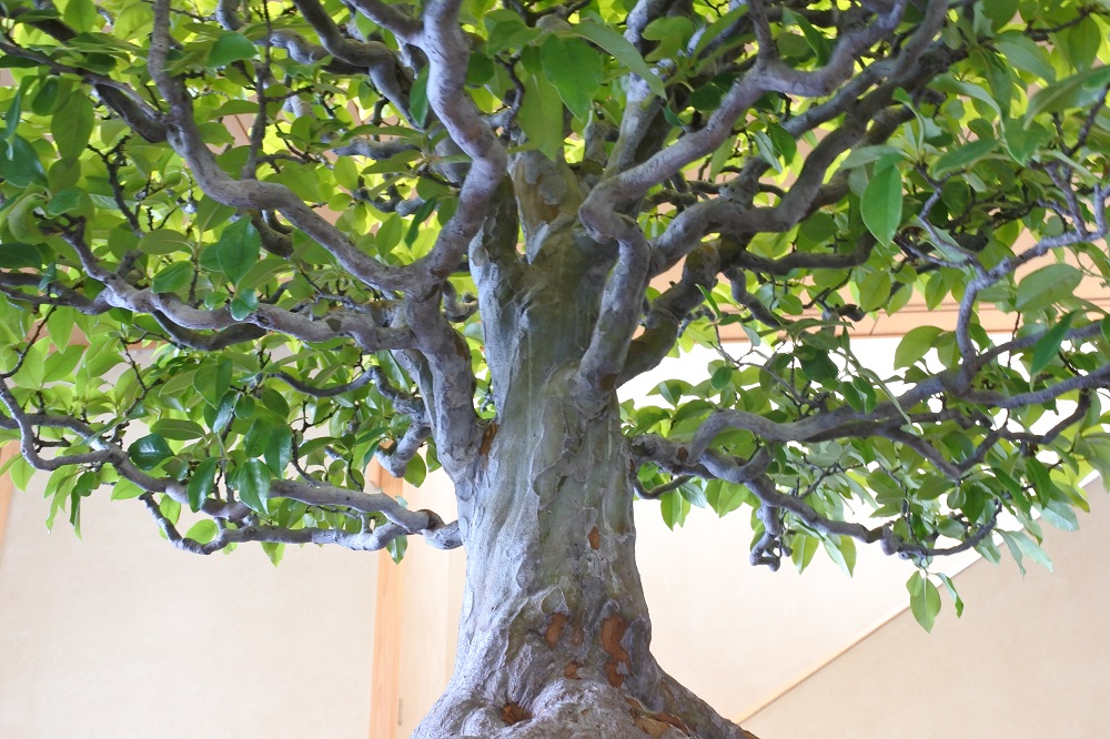 f:id:katsuo_24:20180621101422j:plain