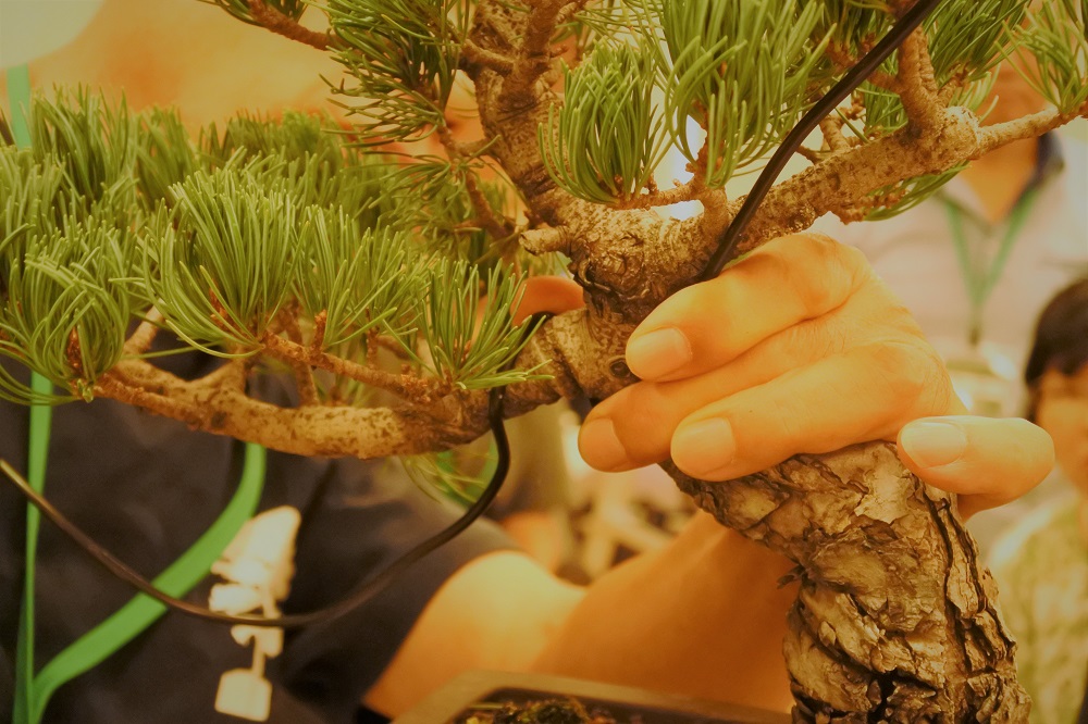 f:id:katsuo_24:20180924172025j:plain