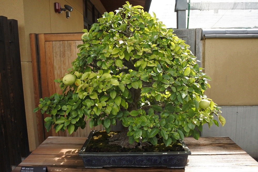 f:id:katsuo_24:20180924174241j:plain