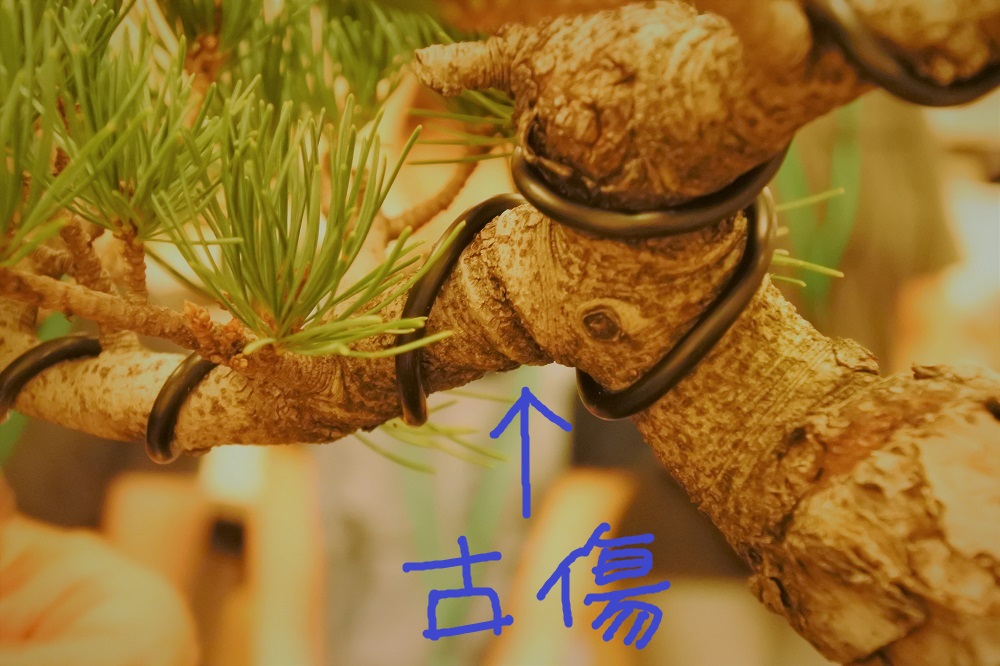 f:id:katsuo_24:20180924175611j:plain