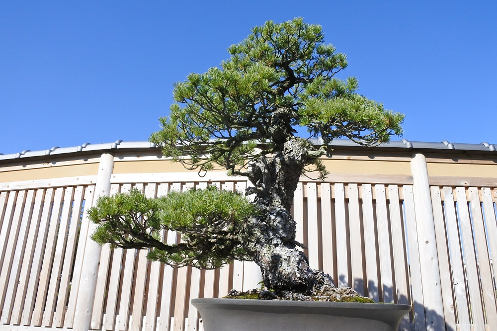 f:id:katsuo_24:20190105182833j:plain f:id:katsuo_24:20190105182833j:plain