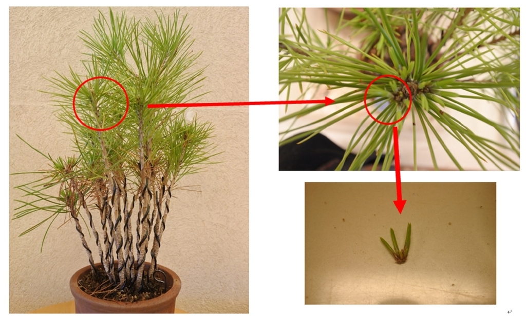 f:id:katsuo_24:20190105191222j:plain f:id:katsuo_24:20190105191222j:plain