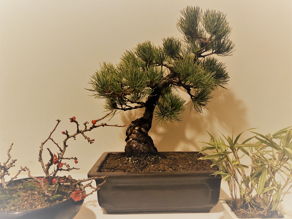 f:id:katsuo_24:20190105193253j:plain f:id:katsuo_24:20190105193253j:plain