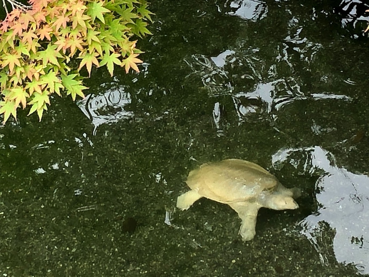 f:id:katsuo_24:20190612192151j:plain