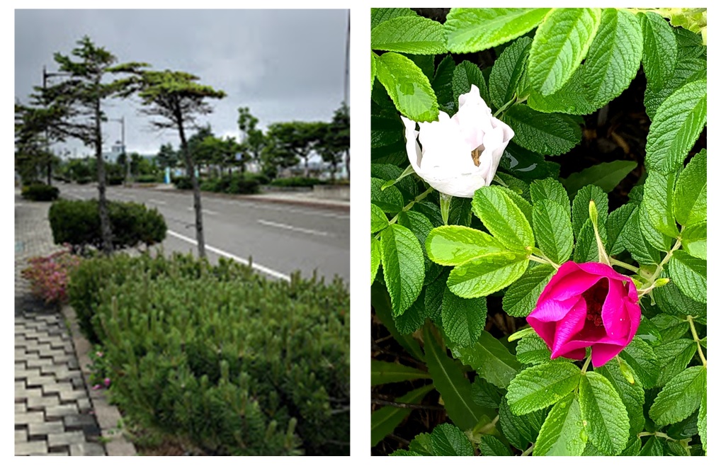 f:id:katsuo_24:20190623114711j:plain f:id:katsuo_24:20190623114711j:plain
