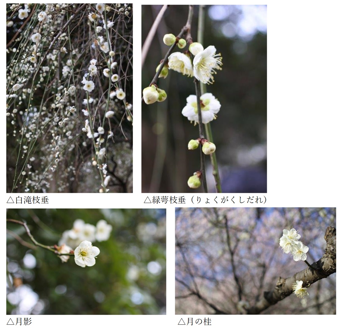 f:id:katsuo_24:20200301130916j:plain