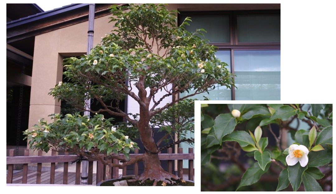 f:id:katsuo_24:20200621104716j:plain