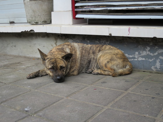 f:id:katsushika-miyah:20170729184412j:plain f:id:katsushika-miyah:20170729184412j:plain