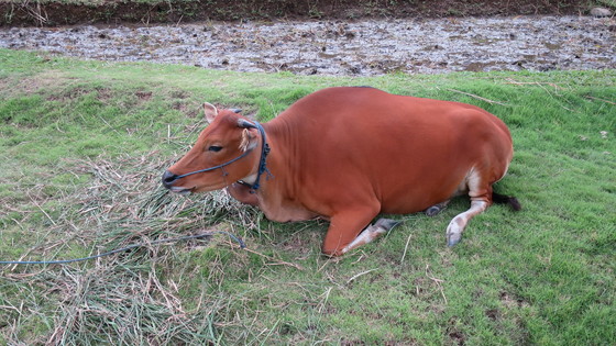 f:id:katsushika-miyah:20170730020413j:plain f:id:katsushika-miyah:20170730020413j:plain