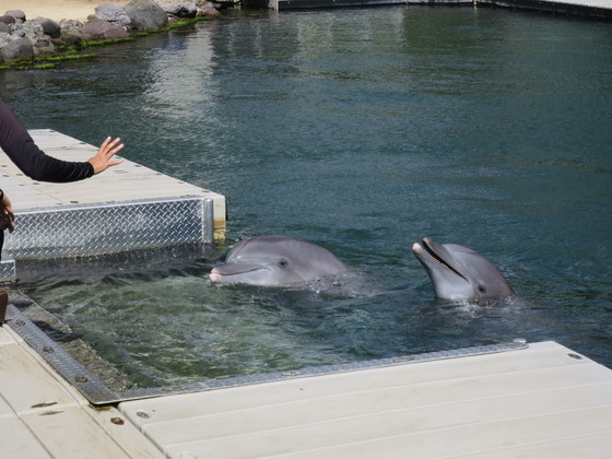 f:id:katsushika-miyah:20170810020741j:plain