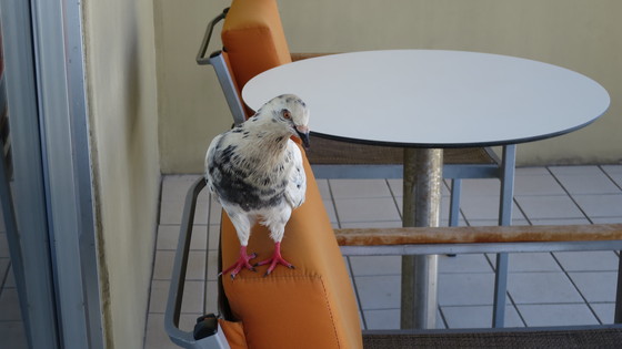 f:id:katsushika-miyah:20170810030714j:plain