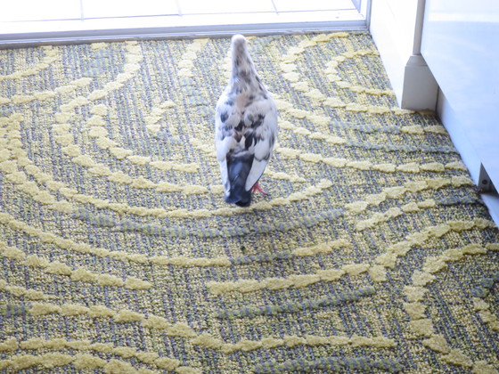 f:id:katsushika-miyah:20170810030755j:plain