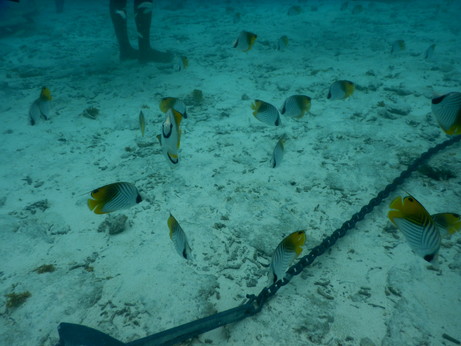 f:id:katsushika-miyah:20170817183757j:plain f:id:katsushika-miyah:20170817183757j:plain