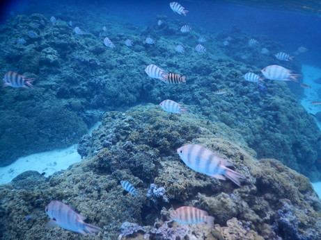 f:id:katsushika-miyah:20170817184345j:plain f:id:katsushika-miyah:20170817184345j:plain