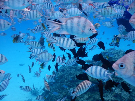 f:id:katsushika-miyah:20170817184939j:plain f:id:katsushika-miyah:20170817184939j:plain