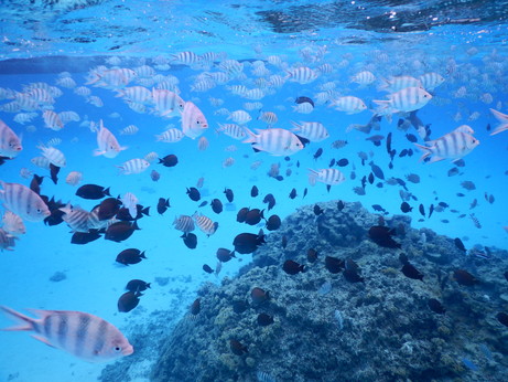 f:id:katsushika-miyah:20170817185204j:plain f:id:katsushika-miyah:20170817185204j:plain