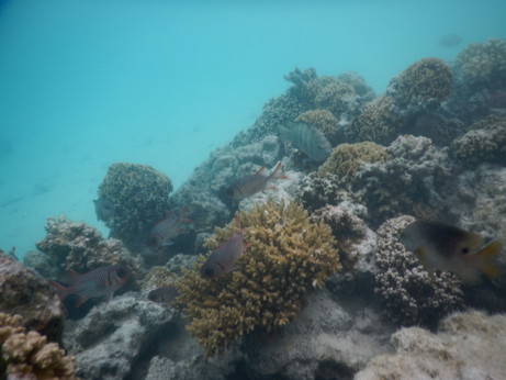 f:id:katsushika-miyah:20170817231118j:plain f:id:katsushika-miyah:20170817231118j:plain