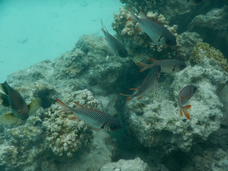 f:id:katsushika-miyah:20170817231317j:plain f:id:katsushika-miyah:20170817231317j:plain