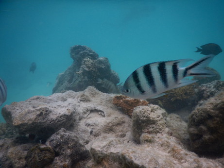 f:id:katsushika-miyah:20170817231613j:plain f:id:katsushika-miyah:20170817231613j:plain