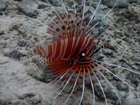 f:id:katsushika-miyah:20170817231723j:plain f:id:katsushika-miyah:20170817231723j:plain