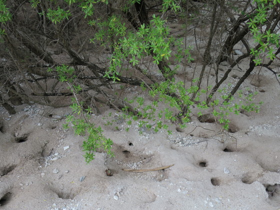 f:id:katsushika-miyah:20170817233614j:plain f:id:katsushika-miyah:20170817233614j:plain