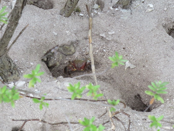 f:id:katsushika-miyah:20170817233915j:plain f:id:katsushika-miyah:20170817233915j:plain