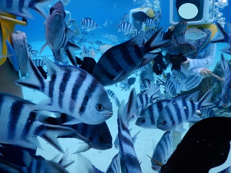 f:id:katsushika-miyah:20170818004214j:plain f:id:katsushika-miyah:20170818004214j:plain