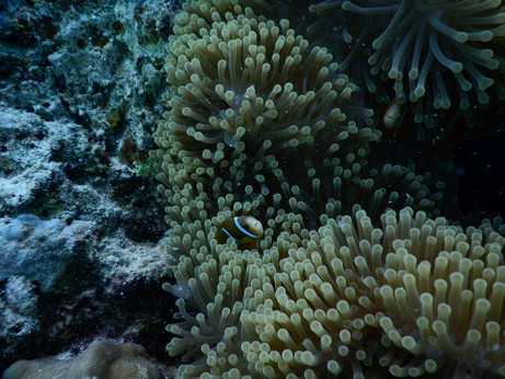 f:id:katsushika-miyah:20170818005412j:plain f:id:katsushika-miyah:20170818005412j:plain