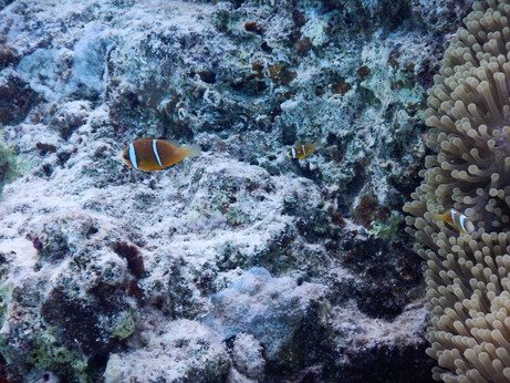 f:id:katsushika-miyah:20170818005532j:plain f:id:katsushika-miyah:20170818005532j:plain