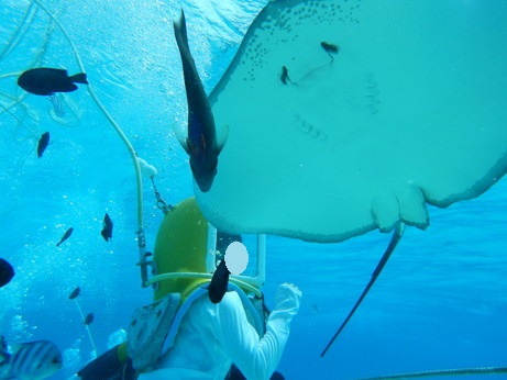 f:id:katsushika-miyah:20170818005914j:plain f:id:katsushika-miyah:20170818005914j:plain