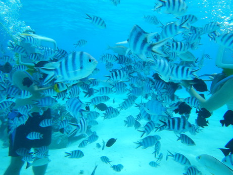 f:id:katsushika-miyah:20170818010516j:plain f:id:katsushika-miyah:20170818010516j:plain